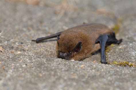 家蝙蝠|家に住み着くコウモリの種類とコウモリの生態 